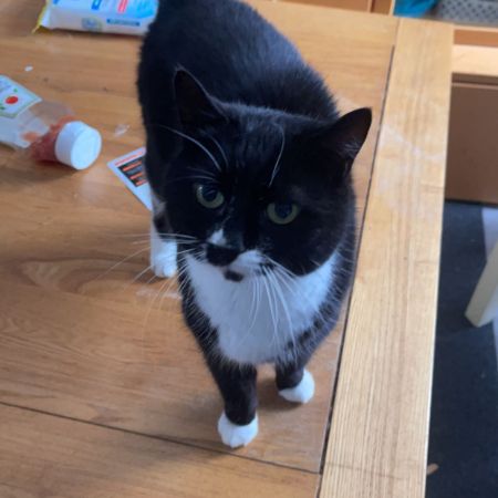 Missing Unknown - Other Cats in Dover
