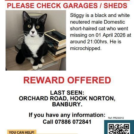 Missing British Short Hair Cats in Hook Norton