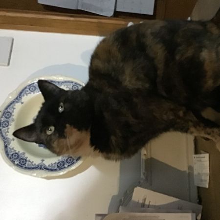 Missing Mixed Breed Cats in Gringley On The Hill