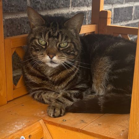 Missing Domestic Short Hair Cats in Birches Head 