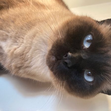 Missing Siamese Cats in New Malden