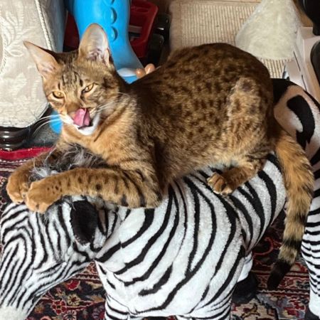 Missing Savannah Cats in Wool