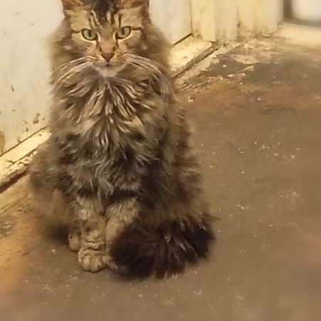 Missing Mixed Breed Cats in Northfield,Birmingham