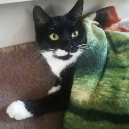 Missing British Short Hair Cats in Upton Upon Severn