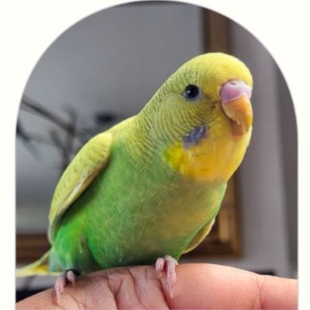 Missing Budgie Birds in Wellingborough