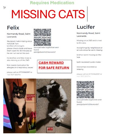 Missing Unknown - Other Cats in Hastings