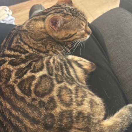 Missing Bengal Cats in Bletchley