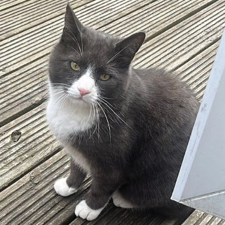 Missing Domestic Short Hair Cats in Toftwood, Dereham 