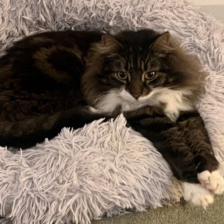 Missing Semi-Long Hair Cats in Orpington