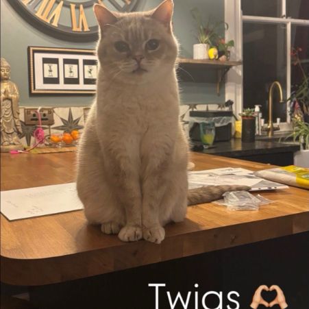 Missing British Blue Cats in Colchester