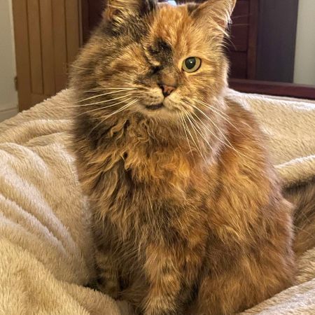 Missing Mixed Breed Cats in Solihull