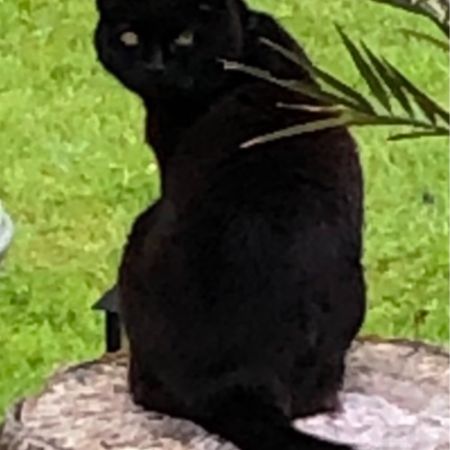 Missing Domestic Short Hair Cats in Meriden