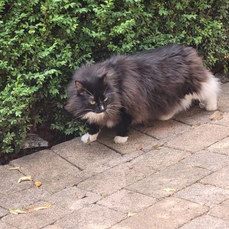 Missing Unknown - Other Cats in Wigan