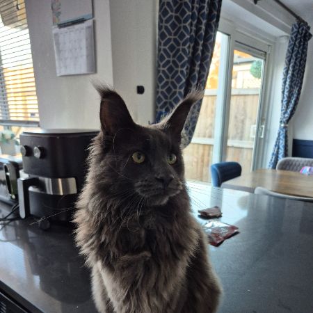 Missing Maine Coon Cats in Linton-on-ouse