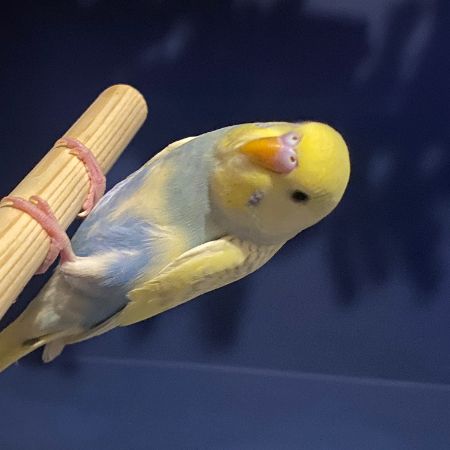 Missing Budgie Birds in Bournemouth