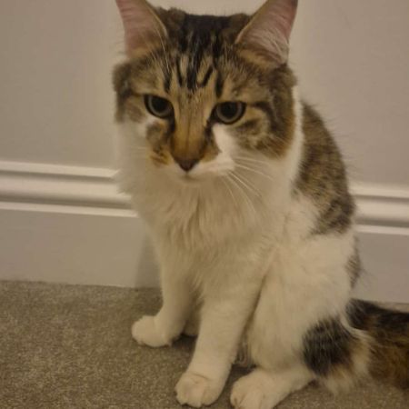 Missing Semi-Long Hair Cats in Crawley 