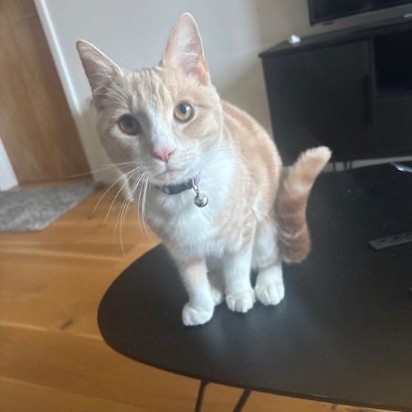 Missing Tabby Cats in Romford 