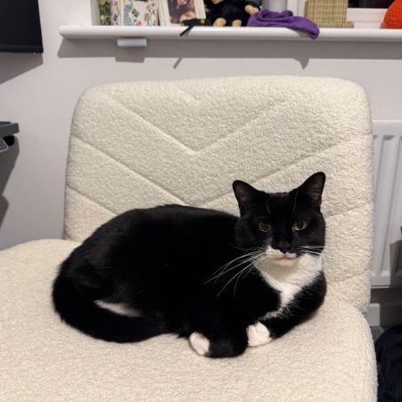Missing Domestic Short Hair Cats in Gloucester