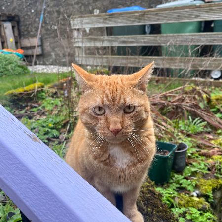 Missing Unknown - Other Cats in Crieff