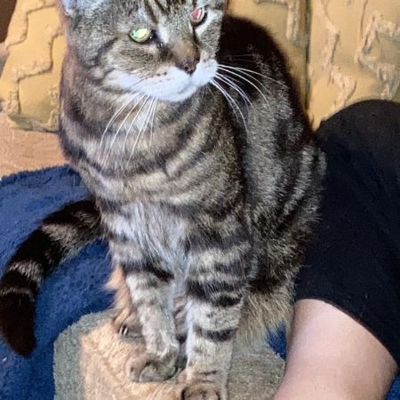 Missing Domestic Short Hair Cats in Malvern