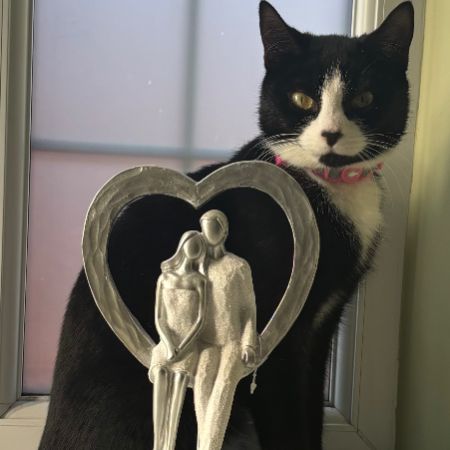 Missing Domestic Short Hair Cats in Hinckley