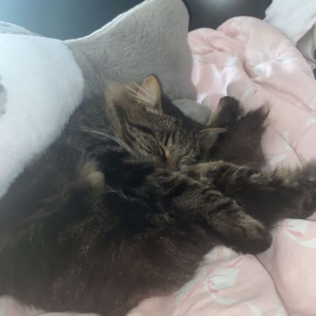 Missing Tabby Cats in Wellingborough 