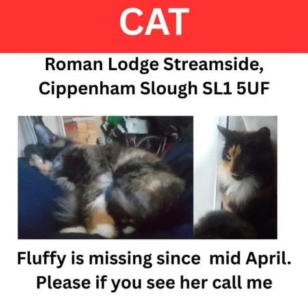 Missing Moggy Cats in Slough 