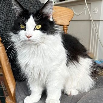 Missing British Short Hair Cats in Wembley