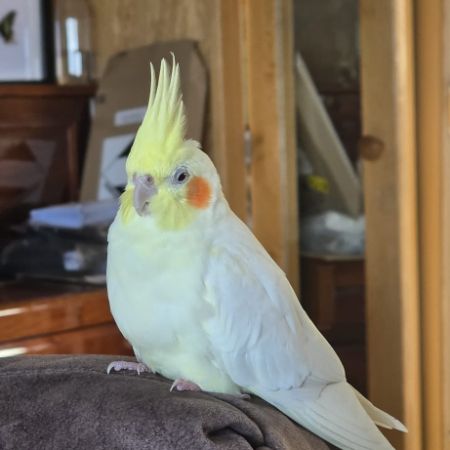 Missing Cockatiel Birds in Torpoint