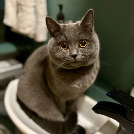 Missing British Blue Cats in London