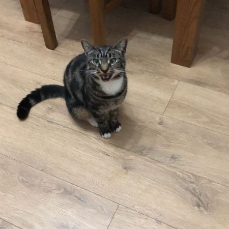 Missing Domestic Short Hair Cats in St Albans