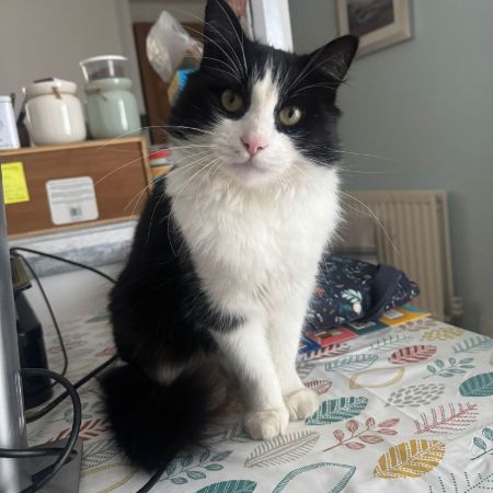 Missing Semi-Long Hair Cats in Redditch