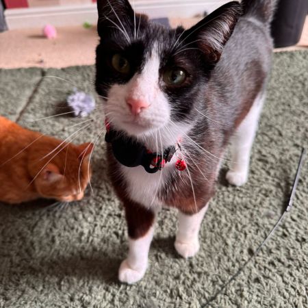 Missing Domestic Short Hair Cats in Durham