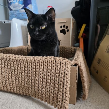 Missing Moggy Cats in Rotherham