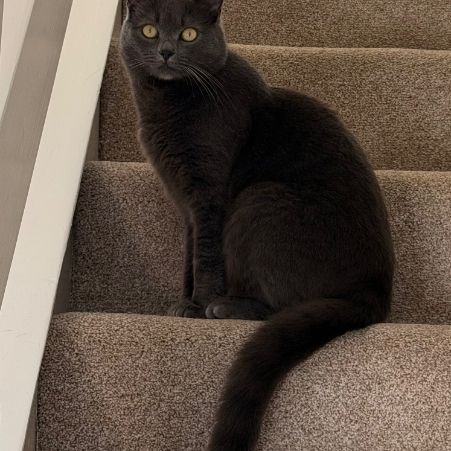 Missing British Blue Cats in Lancaster