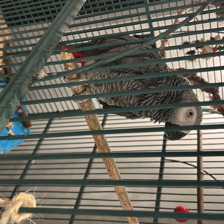 Missing Parrot, Parakeet Birds in West Malvern