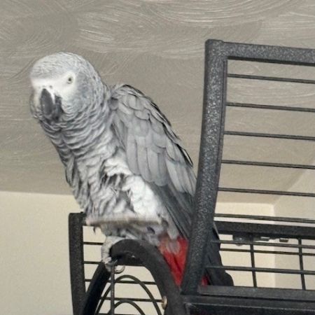 Missing Parrot, Parakeet Birds in Dover