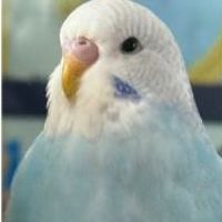 Missing Budgie Birds in London
