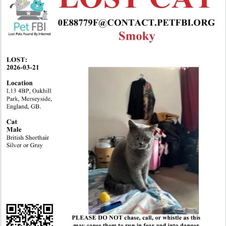 Missing British Blue Cats in Liverpool 