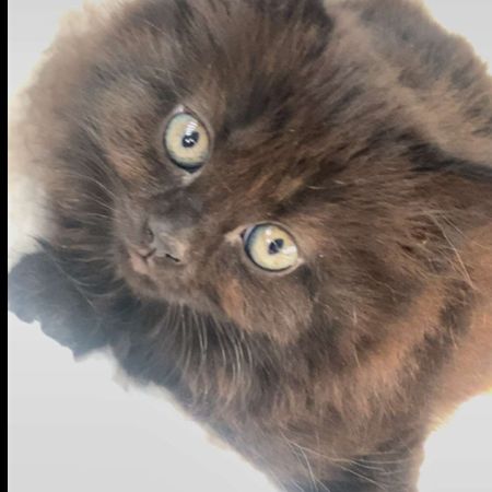 Missing Moggy Cats in Sanderstead | South Croydon