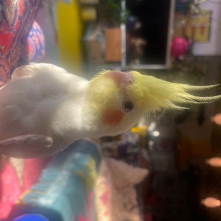 Missing Cockatiel Birds in York