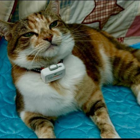 Missing Domestic Short Hair Cats in Chester Le Street 