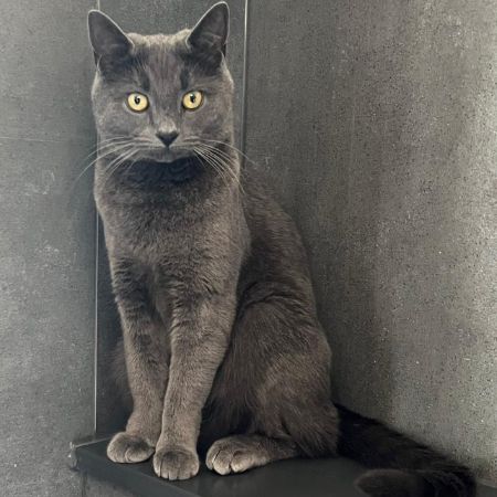 Missing Russian Blue Cats in Swindon