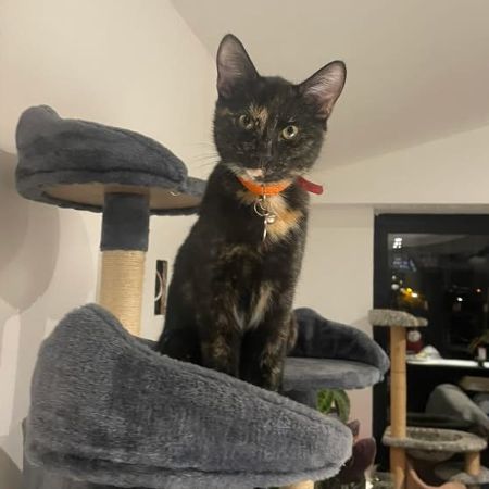 Missing Domestic Short Hair Cats in Farnborough