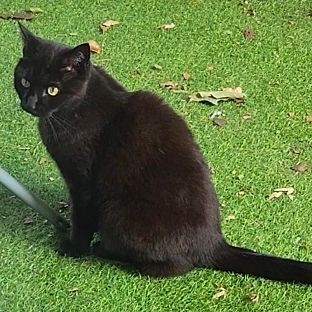 Missing Mixed Breed Cats in Islington 