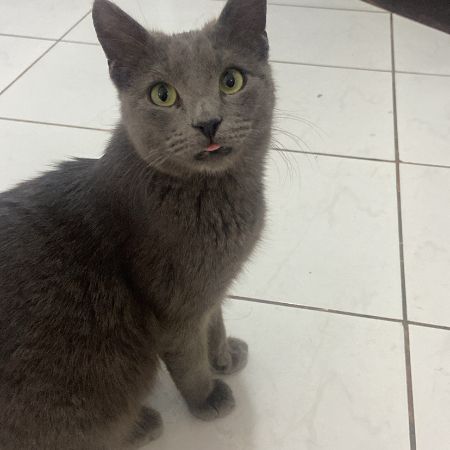 Missing Russian Blue Cats in Greater London