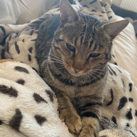 Missing Bengal Cats in Telford