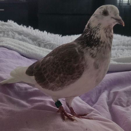 Missing Pigeon Birds in Scotstoun