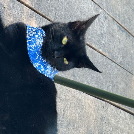 Missing Unknown - Other Cats in Golders Green