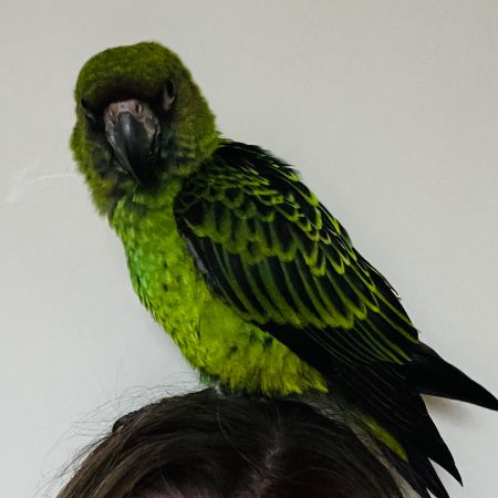 Missing Parrot, Parakeet Birds in Retford 